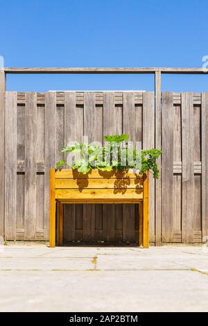 Design en bois table de cuisine potager de légumes et d'herbes dans un jardin avec une clôture en plein soleil. L'agriculture de subsistance, l'actif et en bonne santé Banque D'Images