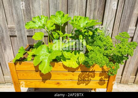 Design en bois table de cuisine potager de légumes et d'herbes dans un jardin avec une clôture en plein soleil. L'agriculture de subsistance, l'actif et en bonne santé Banque D'Images