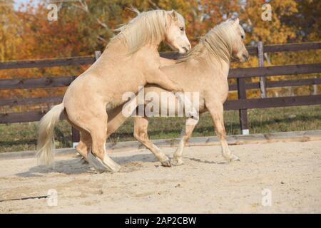 Deux superbes étalons palomino à jouer ensemble à l'automne, Welsh mountain pony poney Welsh et de type s/n Banque D'Images