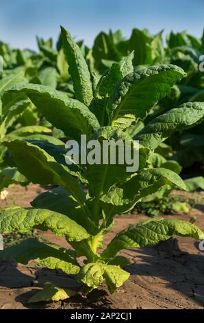 L'infection par le virus de la mosaïque du tabac TMV. Les maladies des plantes. Banque D'Images