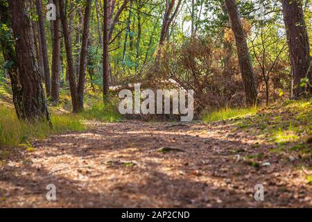 Image grand angle d'une belle forêt en automne avec la lumière du soleil passant à travers les arbres et le couvert de végétation sauvage sur le sol de la forêt Banque D'Images
