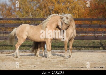 Deux superbes étalons palomino à jouer ensemble à l'automne, Welsh mountain pony poney Welsh et de type s/n Banque D'Images