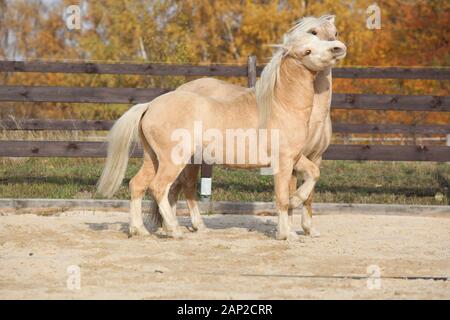 Deux superbes étalons palomino à jouer ensemble à l'automne, Welsh mountain pony poney Welsh et de type s/n Banque D'Images