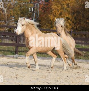 Deux superbes étalons palomino à jouer ensemble à l'automne, Welsh mountain pony poney Welsh et de type s/n Banque D'Images