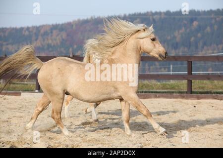 Amazaing palomino poney gallois de type cob fonctionnant en paddock Banque D'Images