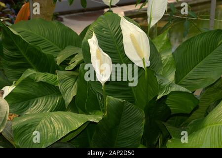 Grande plante de la paix lily fleur de spathiphyllum floribundum jardin botanique, avec des fleurs blanches et des feuilles vertes Banque D'Images