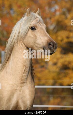 Poney welsh incroyable de type cob étalon en automne Banque D'Images