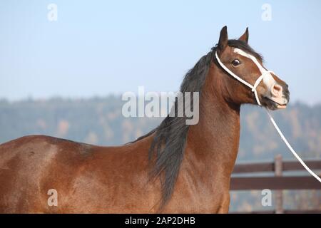 Portrait de belle welsh cob mare avec dos-nu Banque D'Images