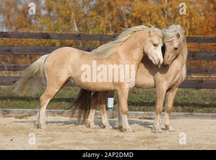 Deux superbes étalons palomino à jouer ensemble à l'automne, Welsh mountain pony poney Welsh et de type s/n Banque D'Images