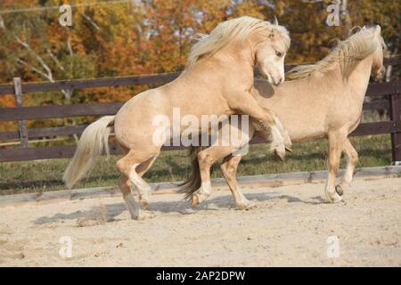 Deux superbes étalons palomino à jouer ensemble à l'automne, Welsh mountain pony poney Welsh et de type s/n Banque D'Images