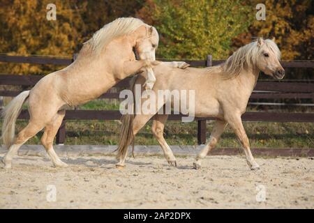 Deux superbes étalons palomino à jouer ensemble à l'automne, Welsh mountain pony poney Welsh et de type s/n Banque D'Images