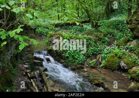 Un petit ruisseau coule sur une cascade dans une vallée boisée au printemps. L'Allium ursinum des rançons,(), également connu sous le nom de l'ail sauvage, buckrams à larges feuilles, ga Banque D'Images