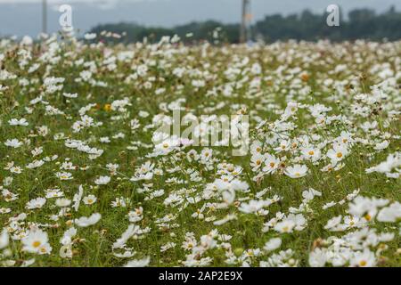 Jardin cosmos (Cosmos bipinnatus) aka Mexican aster, white blossom dans un peuplement dense, mer de fleurs, Xinshe District, Taichung, Taiwan Banque D'Images