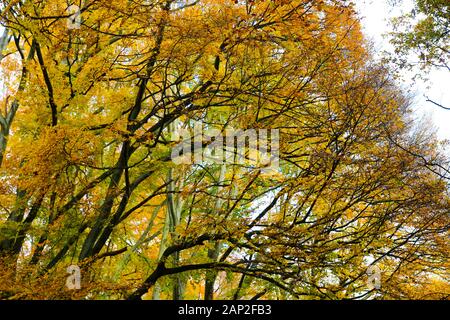 Low angle view sur hêtre treetop en couleurs de l'automne contre ciel en forêt allemande - Viersen, Allemagne Banque D'Images