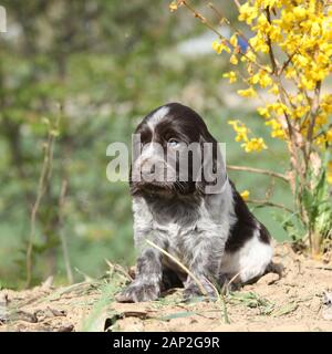 Beau chiot de chien de caille allemand au printemps Banque D'Images