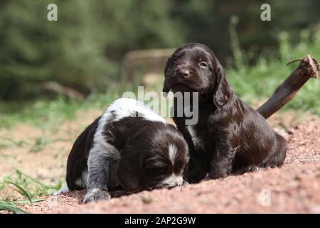 Belle chiots de chien de caille allemand au printemps Banque D'Images