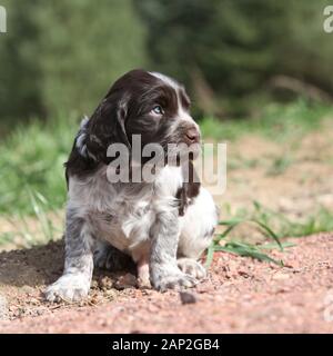 Beau chiot de chien de caille allemand au printemps Banque D'Images