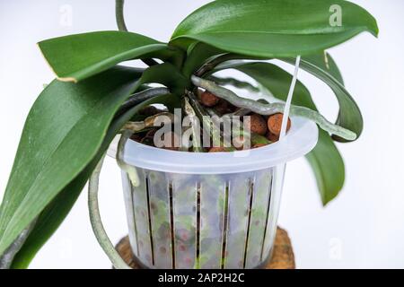 Cailloux d'argile Leca de 1,8 kg pour plantes grasses, orchidées