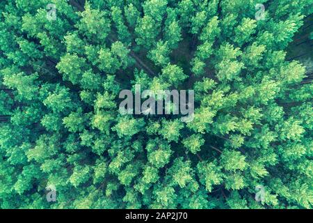 Fond vert naturel. Forêt de pins vue aérienne Banque D'Images