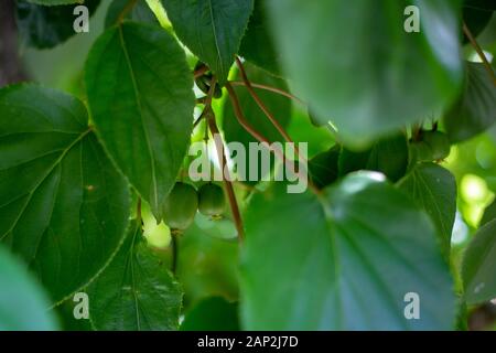 Kiwiberries bébé sur une vigne en bonne santé en été en Nouvelle-Zélande Banque D'Images