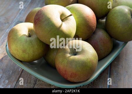 Malus domestica - Ashmead's kernel pommes dans le bol d'émail vintage Banque D'Images