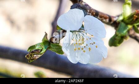 Cherry Tree Branch with flower closeup Banque D'Images