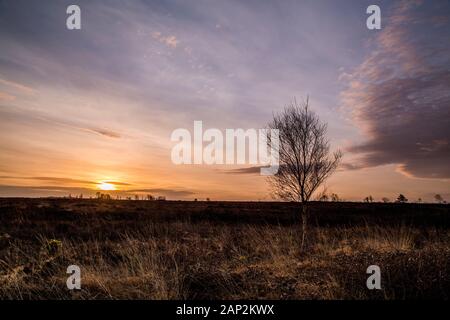 Lever de soleil pâle au-dessus de la glande surélevée et de l'arbre solitaire. Banque D'Images