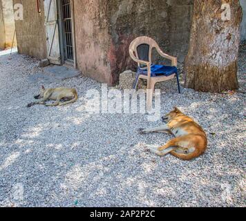 Les chiens dorment sur terre pleine de coquilles près de maison ancienne dans l'île de Fadiouth au Sénégal, l'Afrique. Se cacher dans l'ombre. Banque D'Images