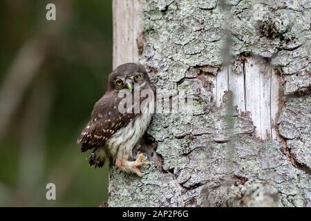 Chouette naine eurasien (Glaucidium passerinum) Banque D'Images