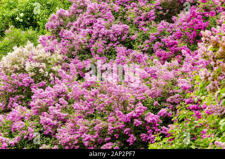 Beaucoup d'arbustes lilas fleurir dans un jardin. Fond violet lumineux plein de lilas en fleurs. Fond botanique de printemps. Banque D'Images