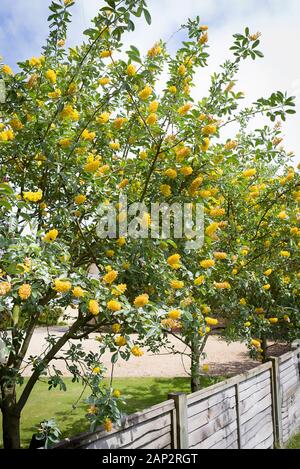 Dans un petit jardin urbain/une ligne de Cytisus battandieri floraison arbres fournissent une borne frontière colorés dans un peu plus d'une clôture en bois Banque D'Images