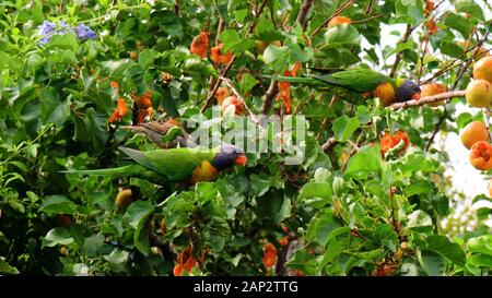 Rainbow Lorikeet australien perroquets sauvages de manger un fruit abricot arbre. Banque D'Images