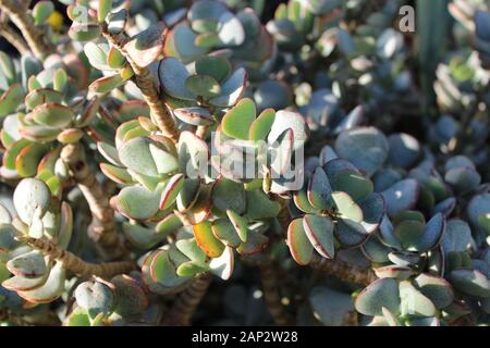 Une plante succulente dans une lumière naturelle vive au Kew Gardens, Londres. Gros plan sur les feuilles aux bords rouges. Banque D'Images