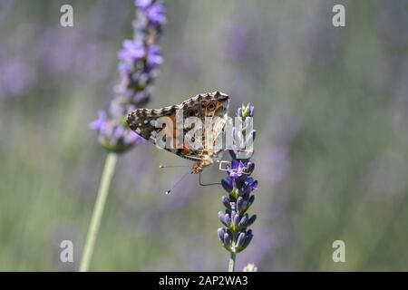 Tigre ordinaire (papillon Danaus chrysippe) AKA Papillon monarque africain repose sur une floraison Lavande bush. Photographié dans les hauteurs du Golan, Israël Banque D'Images