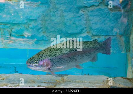 Truite arc-en-ciel colorés dans un aquarium.Oncorhynchus mykiss. Banque D'Images