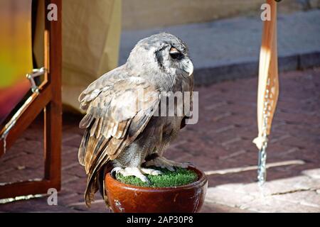 Petit hibou en captivité en Espagne. Owl sur une chaîne à la lumière diurne dans un zoo itinérant. Un petit hibou prisonnier est un jouet pour les gens. Owl close-up. Banque D'Images