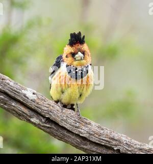 Barbican Promépic (Trachyphonus vaillanti), vue de face d'un adulte perché sur une branche, Mpumalanga, Afrique du Sud Banque D'Images