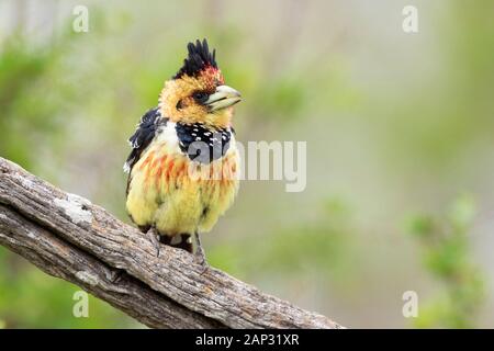 Barbican Promépic (Trachyphonus vaillanti), vue de face d'un adulte perché sur une branche, Mpumalanga, Afrique du Sud Banque D'Images