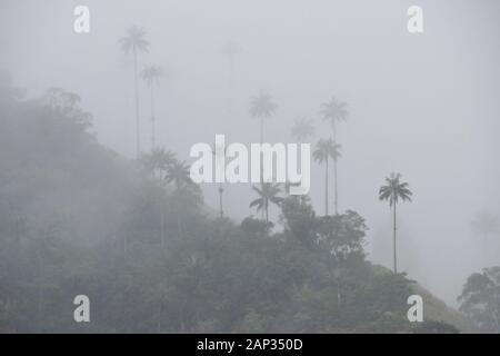 Wax palms (arbre national en Colombie) et végétation tropicale dans la vallée de Cocora près de Salento Quindio, ministère, Colombie, sur un jour pluvieux et brumeux Banque D'Images