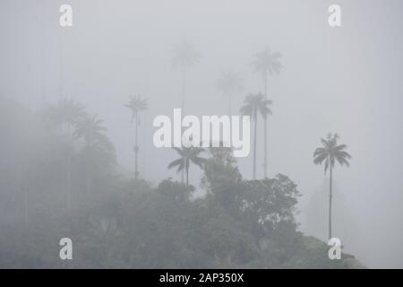 Wax palms (arbre national en Colombie) et végétation tropicale dans la vallée de Cocora près de Salento Quindio, ministère, Colombie, sur un jour pluvieux et brumeux Banque D'Images