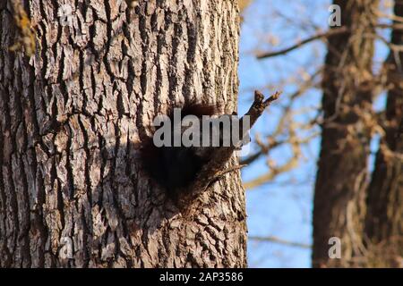 Squirrel noir assis sur la branche de l'arbre Banque D'Images
