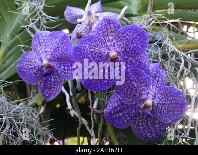 Belles Fleurs D'Orchidées Bleues De Vanda Sansai Banque D'Images