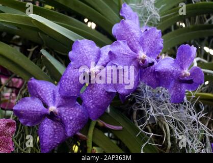 Belles Fleurs D'Orchidées Bleues De Vanda Sansai Banque D'Images