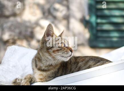 Un beau gris et blanc tabby kitten dans le profil est assis dans une benne à l'intérieur des murs de la ville de Kotor, Monténégro, la "Ville des Cats' Banque D'Images