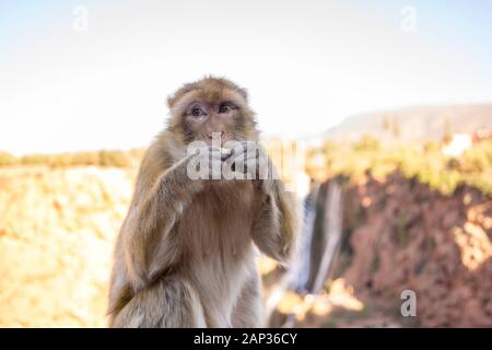 Le macaque de Barbarie, Macaca sylvanus, le singe de Barbarie, magot à Marocco Banque D'Images