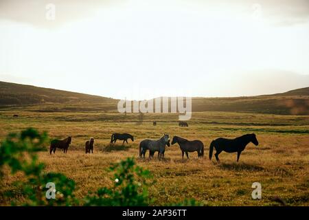 High angle de chevaux sauvages paissant dans le champ d'or avec des collines et un ciel clair sur arrière-plan sur sunny day Banque D'Images