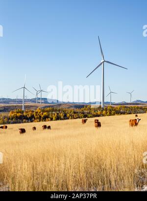 Éoliennes dans un champ avec ciel bleu Banque D'Images