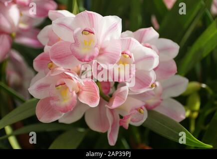 Beau groupe de fleurs d'orchidées cymbidium rose clair Banque D'Images