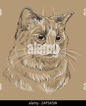 Vector dessin portrait de chat Ragdoll en noir et blanc. Portrait rétro réaliste monochrome de chat. Vector illustration vintage isoler Illustration de Vecteur