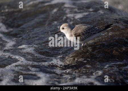Un bécasseau sanderling surpris par une vague s'écraser sur les rochers de la jetée. Banque D'Images
